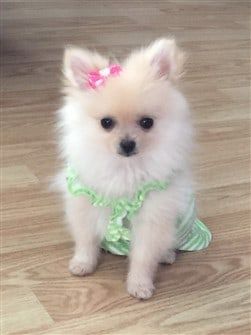 pomeranian-in-green-and-white-shirt